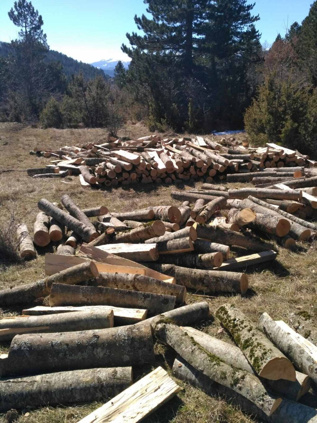 Συνελήφθη 25χρονος σε δασική περιοχή της Καστοριάς για παράβαση της δασικής νομοθεσίας