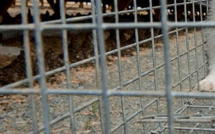 Απαγόρευση της εκτροφής ζώων σε κλουβιά στην ΕΕ