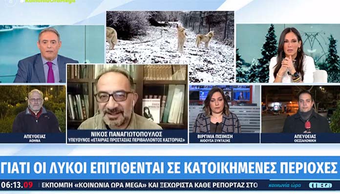 Ο Ν.Παναγιωτόπουλος στο Mega για τους λύκους – υβρίδια που κατεβαίνουν σε κατοικημένες περιοχές