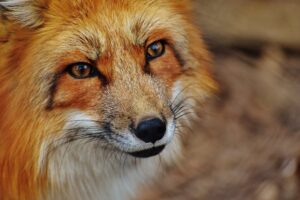 Ξεκινά ο Εναέριος Εμβολιασμός των Kόκκινων Aλεπούδων κατά της Λύσσας