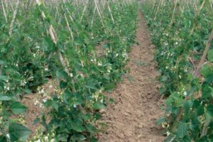 Αποστολή εισηγητικής έκθεσης της Δνσης Αγροτικής Οικονομίας και Κτηνιατρικής ΠΕ Καστοριάς, για Ζημίες σε Καλλιέργειες λόγω δυσμενών καιρικών συνθηκών