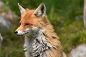 Ενημέρωση του κοινού σχετικά με τη λύσσα στα ζώα και τους εμβολιασμούς των κόκκινων αλεπούδων.
