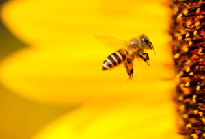 Κέντρο Μελισσοκομίας Δυτ.Μακεδονίας: Αντικατάσταση κυψελών & Κινητών Βάσεων-Οικονομική Ενίσχυση Νομαδικής Μελισσοκομίας