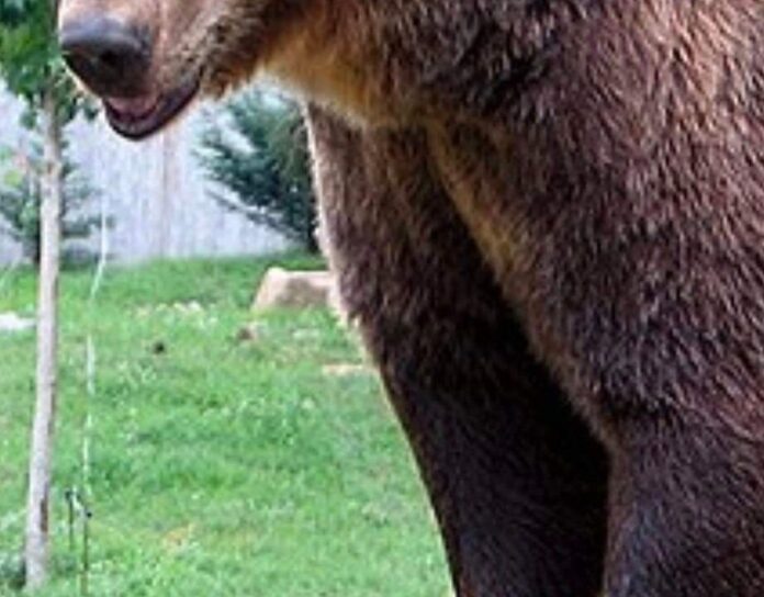 Ζήσης Τζηκαλάγιας: ΔΕΝ υπάρχει κενό νόμου για την αντιμετώπιση των αρκούδων σε κατοικημένες περιοχές.