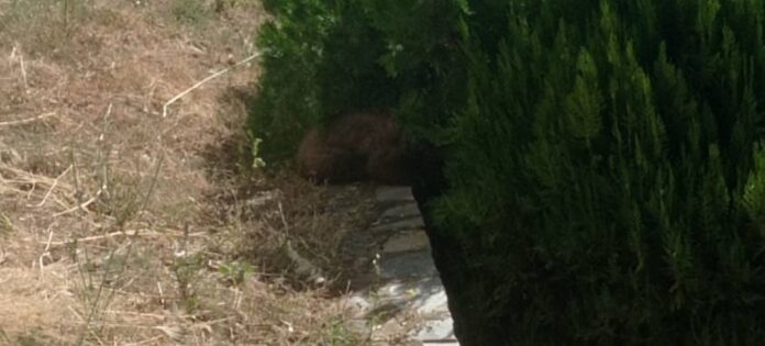 Απεγκλωβίστηκε αρκουδάκι 6 μηνών από προαύλιο ξενοδοχείου της Καστοριάς