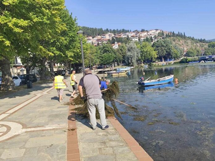 Συνεχίζεται ο καθαρισμός της λίμνης Καστοριάς με πολύ καλά αποτελέσματα από την Π.Ε. Καστοριάς.